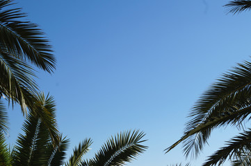 Fototapeta na wymiar Palm tree blue sky background 