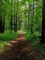 Fototapeta premium long alley in the city park