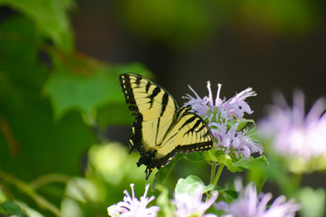 Obraz na płótnie Canvas Tiger swallowtail butterfly on a purple flower