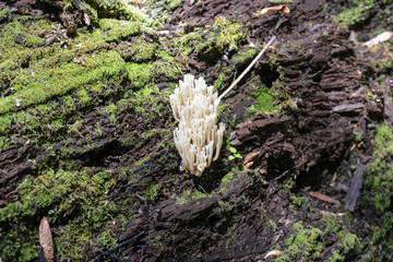 Edible fungi growing on a fallen log