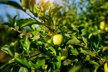 Green apples on a branch in garden ready to be harvested. © 9parusnikov
