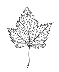 Obraz premium Falling leaves vector illustration. Decorative graphic black outline autumn leaves collecton isolated on white background. Hand drawn organic lines