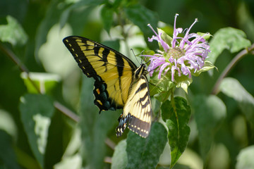 Obraz premium Tiger swallowtail butterfly on a purple flower
