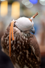 Falcon wearing a leather hood close up, Falcon on a stand.