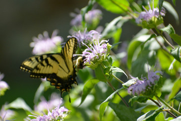 Bee pollinating a purple flower