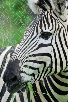 Close up portrait of Zebra