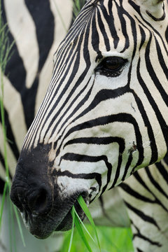 Close up portrait of Zebra