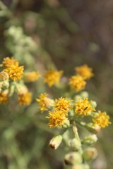 Beginning at the end of Summer in Joshua Tree National Park is this Southern Mojave Desert native commonly described as California Broomsage, botanically labeled as Lepidospartum Squamatum.