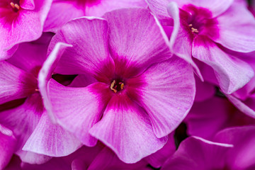 Pink Phlox subulata close-up. Shallow depth of field, summer mood, tender photo for postcards, greetings, wedding invitations. Natural background, space for text.