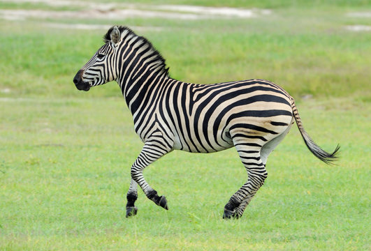 Zebra run in green grass