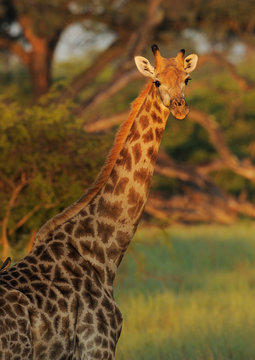 Giraffe with a bird on its back