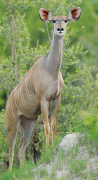 Kudu antelope in green vegetation