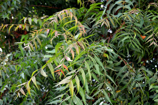 Beautiful Neem Early Leafs, light red and green mix, Neem tree, Azadirachta indica, Bright green leaves stock photo India, Anthelmintic, Antibiotic, Ayurveda, Beauty Spa