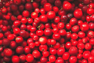 many berries of red lingonberry. lingonberry background. lingonberry close