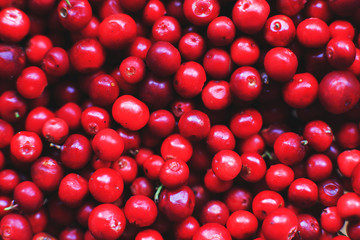 many berries of red lingonberry. lingonberry background. lingonberry close