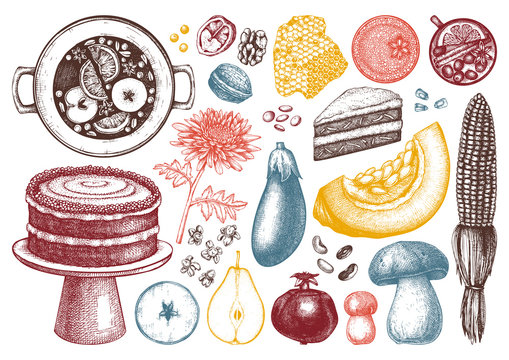 Autumn harvest festival vector elements collection. Traditional thanksgiving day illustrations. Homemade food and drinks sketches. Hand drawn vegetables, fruits, flowers.