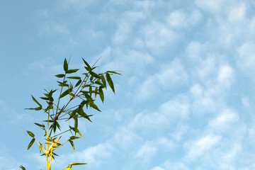 bamboo on blue sky nature background