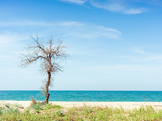Fototapeta na wymiar old dry bare tree grows on the sea beach in summer.