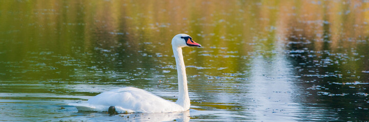 White swan in the water of pond