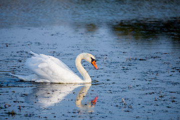 White swan in the water of pond