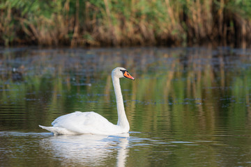 Obraz premium White swan in the water of pond