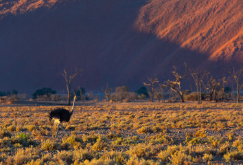 Ostrich or common ostrich (Struthio camelus), Namib Naukluft National Park, Namibia, Africa