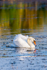 White swan in the water of pond
