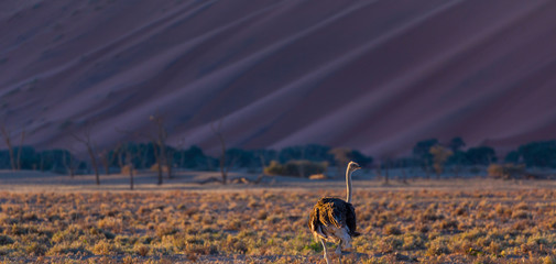Ostrich or common ostrich (Struthio camelus), Namib Naukluft National Park, Namibia, Africa