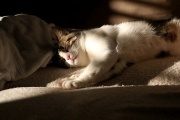 Indoor cat sleeping on a couch, illuminated by warm sunset light. Selective focus.