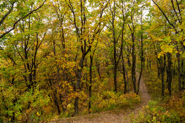 Naklejka premium Autumn forest in the far east