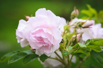 Fototapeta premium Rose 'Liga'