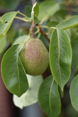 Birne - Birnenbaum (Pyrus) - Säulenobst