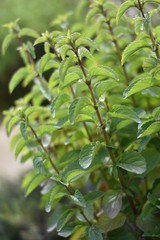 Zitronenminze (Mentha gentilis) © summersum