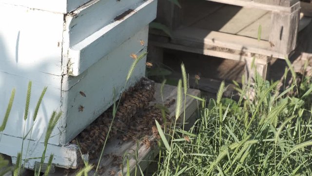 Family of worker honey bees in a white painted bee hive in Raleigh, North Carolina