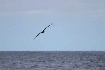 Fototapeta na wymiar Albatross flying above the horizon on sea background. Blue ocean water and storm waves. Wild sea bird in natural habitat.