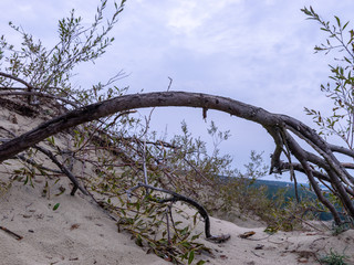 white dune sand, scanty plants, sand textures, beautiful blue skieslandscape with sand dune shore,...