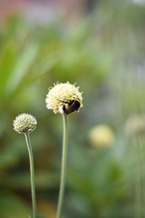 Alpen-Schuppenkopf (Cephalaria alpina)