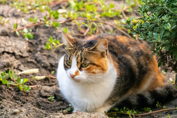 Naklejka na ściany i meble Three colored cat sitting in the garden