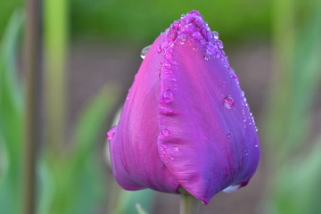 purple flower in the garden