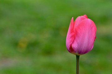 pink tulip on green background