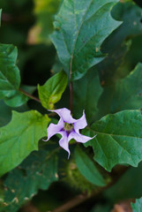 Delicate indian datura flowers. India's natural beauty.