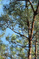 pines in the forest seen from ground up