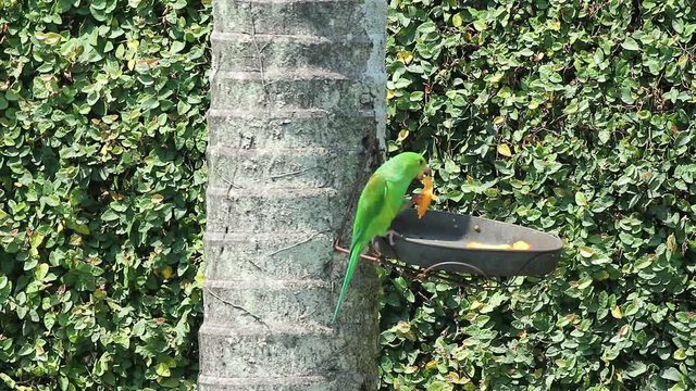 Maritacas comendo semente de girassol no quintal em S&atilde;o Paulo, Brasil 
