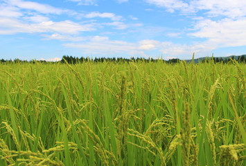 魚沼産コシヒカリの稲穂