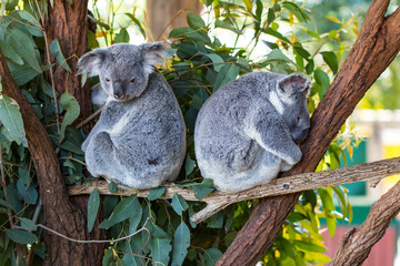 Koalas on the branch