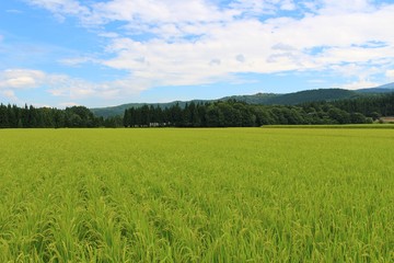 Fototapeta premium 新潟県魚沼地域の田園風景