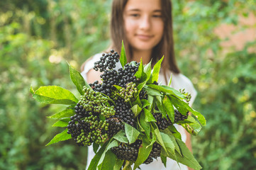 Girl holds in hands clusters fruit black elderberry in garden (Sambucus nigra). Elder, black elder.
