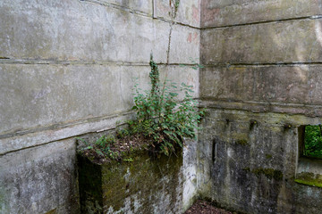 Mossy overgrown concrete ruins in woodland