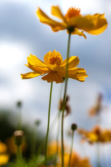Yellow cosmos blossoms blurred with the sky clouds.