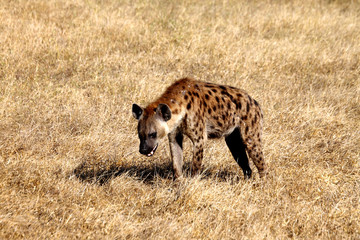 Spotted Hyena.